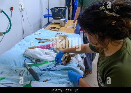 Un faon de gazelle de montagne (Gazella gazella), avec un os de jambe cassé, est en cours de traitement sous anesthésie générale photographié à l'hôpital israélien de la faune sauvage Banque D'Images
