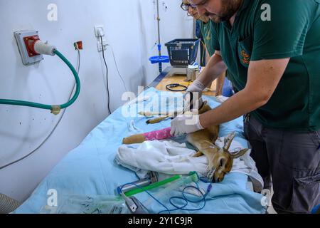 Un faon de gazelle de montagne (Gazella gazella), avec un os de jambe cassé, est en cours de traitement sous anesthésie générale photographié à l'hôpital israélien de la faune sauvage Banque D'Images