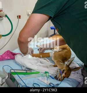 Un faon de gazelle de montagne (Gazella gazella), avec un os de jambe cassé, est en cours de traitement sous anesthésie générale photographié à l'hôpital israélien de la faune sauvage Banque D'Images