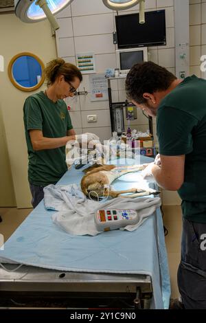 Un faon de gazelle de montagne (Gazella gazella), avec un os de jambe cassé, est en cours de traitement sous anesthésie générale photographié à l'hôpital israélien de la faune sauvage Banque D'Images