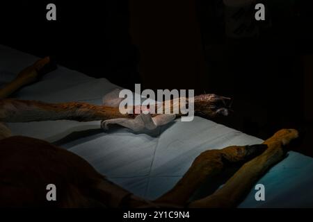 Un faon de gazelle de montagne (Gazella gazella), avec un os de jambe cassé, est en cours de traitement sous anesthésie générale photographié à l'hôpital israélien de la faune sauvage Banque D'Images