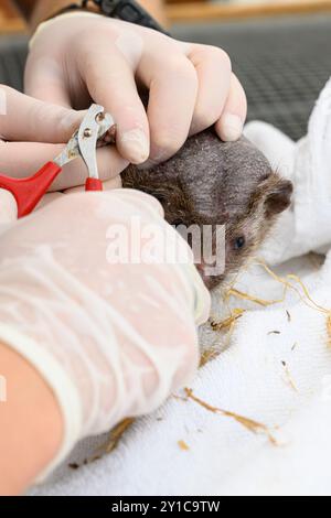 Orit et Yam deux infirmières vétérinaires coupent les ongles des hérissons hospitalisés cette procédure garantit que l'animal ne se fait pas de mal Banque D'Images