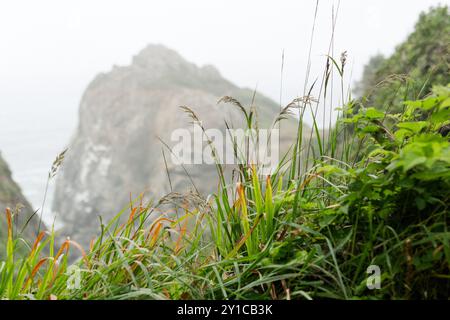 L'herbe rosée est mise au point avec une falaise brumeuse qui s'estompe en arrière-plan Banque D'Images