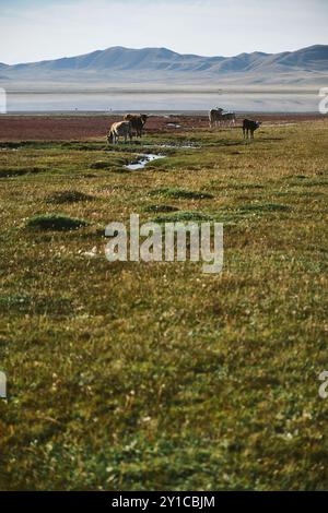 Vaches qui paissent dans la vallée de montagne. Banque D'Images