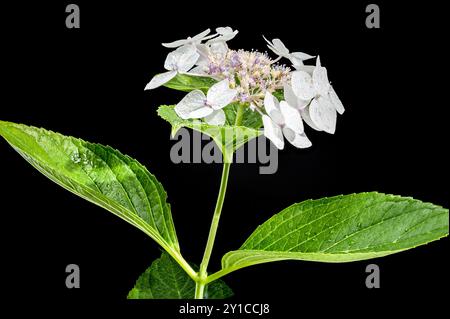 Lanarth d'hortensia blanche sur fond noir Banque D'Images