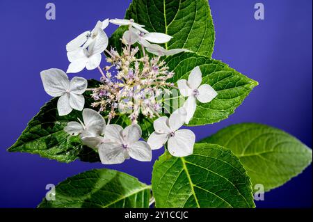 Lanarth d'hortensia blanche sur fond bleu Banque D'Images