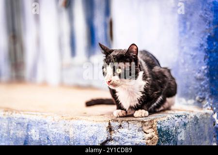 Chat mignon dans les ruelles bleues de Chefchaouen, Maroc Banque D'Images