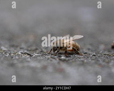 Honeybee unique au centre avec l'accent sur les ailes Banque D'Images