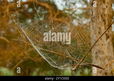 Spider Web, Araras Lodge, Pantanal, Brésil Banque D'Images