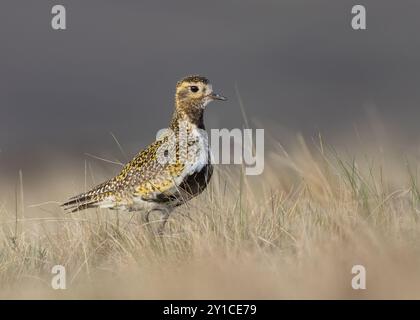 Pluvier doré ( pluvialis apricaria ) appelant Banque D'Images