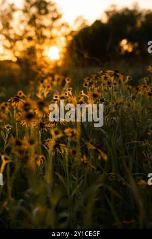 Sunset Glow sur Field of Black-Eyed Susans en Oklahoma Banque D'Images