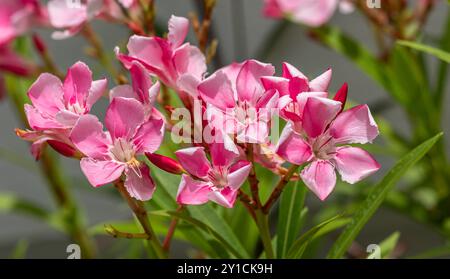 Fleurs Banque D'Images