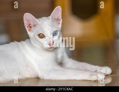 Khao Manee Cat [ oeil de diamant ] Banque D'Images