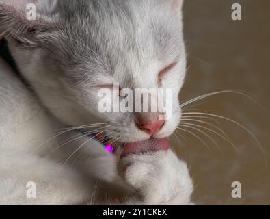 Khao Manee Cat [ oeil de diamant ] Banque D'Images