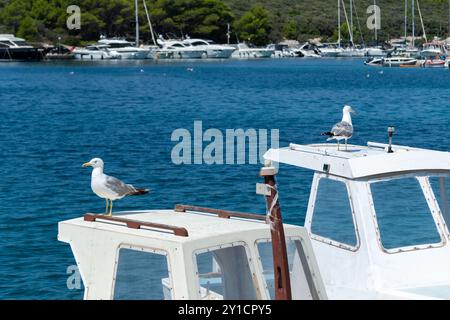 Mouettes repose sur la cabine du bateau de pêche, attendant la nourriture Banque D'Images