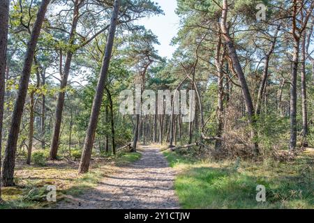 large sentier de sable dans la forêt de pins clairsemée Banque D'Images