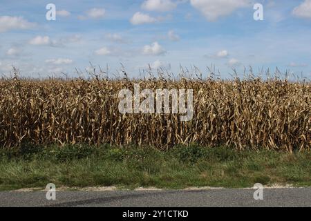 Champ de maïs frappé par la sécheresse dans le département de l'Allier, France Banque D'Images