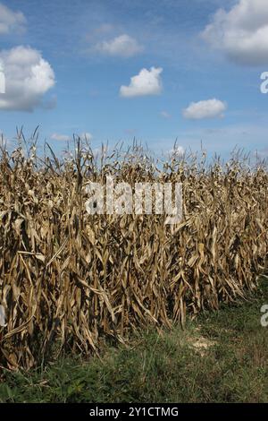 Champ de maïs frappé par la sécheresse dans le département de l'Allier, France Banque D'Images