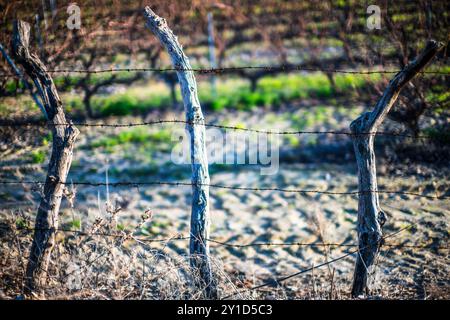 Scène agricole hivernale sereine mettant en vedette un vignoble à Séville, Espagne. L'atmosphère est calme et pittoresque, représentant la beauté tranquille de la co Banque D'Images