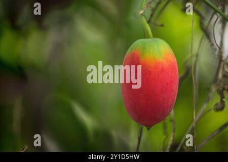 Beau fruit écarlate coccinia indica, également connu sous le nom de gourde de de lierre Banque D'Images