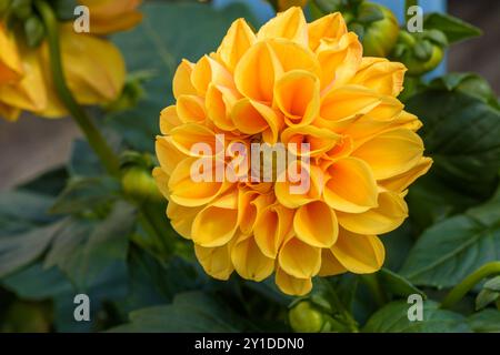 gros plan d'un dahlia jaune Banque D'Images