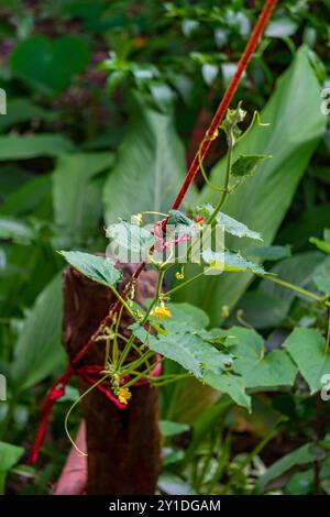 Vigne de concombre (Cucumis sativus) avec une fleur jaune vibrante dans un jardin indien bio. Communément appelé kakdi ou kheera en Inde, idéal pour le naturel Banque D'Images