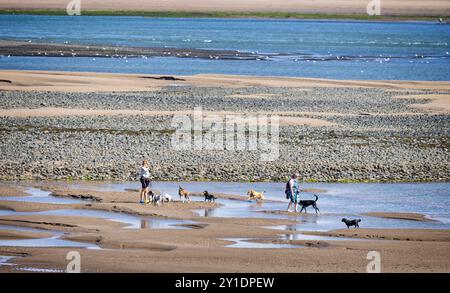 Deux dames marchant 8 chiens sur les vasières de Westward Ho Beach, Northam Burrows Country Park, Devon, Royaume-Uni le 3 septembre 2024 Banque D'Images