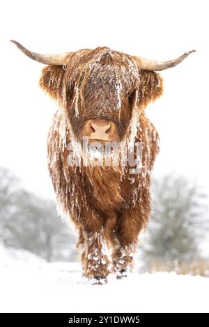 Vache des Highlands dans la neige de l'hiver, image prise sur Ebbw Vale dans le sud du pays de Galles Banque D'Images