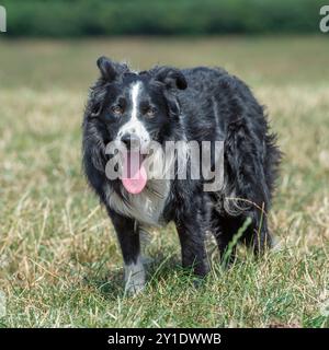 collie de bordure dans un champ Banque D'Images