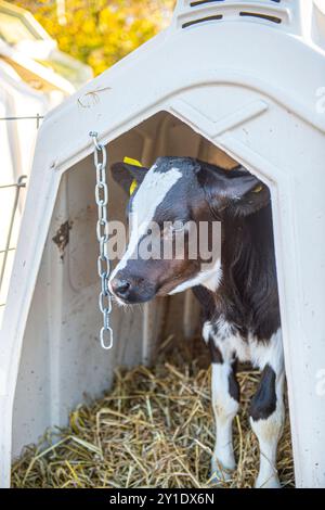 veau laitier dans une huche pour veau Banque D'Images