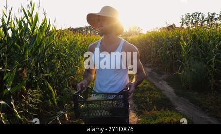 Agriculteur mâle avec boîte de récolte en plastique explore les tiges de maïs vertes tout en allant au champ. Jeune agronome beau examine les tiges de maïs pendant la marche sur Banque D'Images