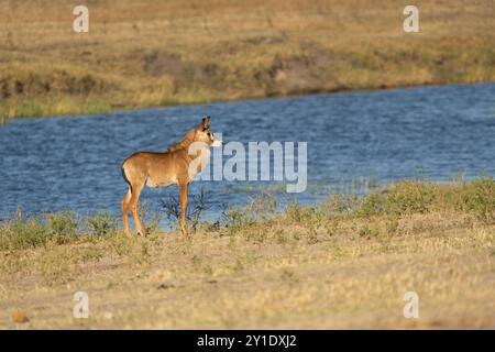 Antilope Roan veau, bébé, Hippotragus equinus, naviguant devant la rivière Chobe. Parc national de Chobe, Botswana, Afrique Banque D'Images