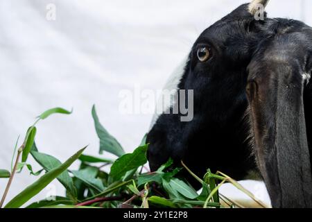 la chèvre femelle avec la fourrure noire et la bande blanche sur le nez mange de l'herbe dans l'auge isolé sur fond blanc Banque D'Images