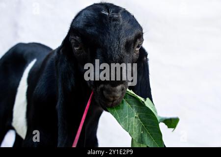 gros plan de jeune chèvre à fourrure noire mangeant des feuilles de manioc dans sa bouche vue de face isolée blanche Banque D'Images