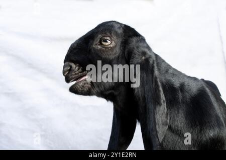 vue de côté avec bouche criante d'un jeune chèvre mâle à fourrure noire, isolé sur blanc Banque D'Images