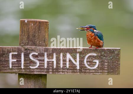 Kidderminster, Royaume-Uni. 6 septembre 2024. Météo britannique : le soleil chaud traverse les nuages tôt le matin, permettant un endroit de pêche agréable dans un point d'eau local. Un rare oiseau kingfisher tire un ou deux poissons pour une collation en milieu de matinée. Crédit : Lee Hudson/Alamy Live News Banque D'Images