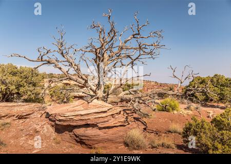 Paysage avec des arbres morts dans le Dead Horse point State Park, Utah Banque D'Images