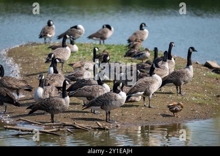 Un troupeau mixte d'oies et de canards rassemblés au bord de l'eau sur une petite île dans une piscine sur une réserve naturelle. Banque D'Images