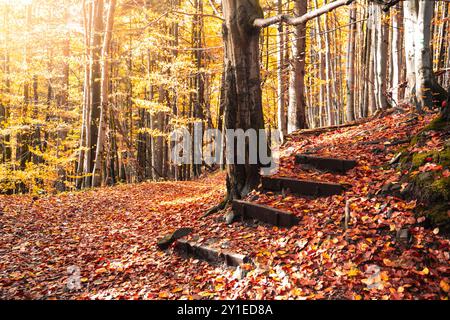 Dans une forêt automnale vibrante, la lumière du soleil filtre à travers les arbres, illuminant un chemin bordé de feuilles tombées colorées et de marches en bois. L'air est croustillant et rempli du parfum de la terre humide. Banque D'Images