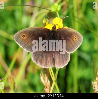 Un papillon brun de prairie (Maniola jurtina) en été dans le Gloucestershire Royaume-Uni Banque D'Images