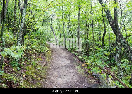 L'Appalachian Trail qui traverse une section de la forêt verdoyante de fougères, arbres, rochers et dans le Parc National Shenandoah, en Virginie Banque D'Images