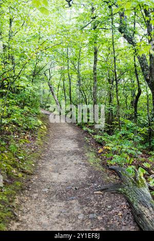 L'Appalachian Trail qui traverse une section de la forêt verdoyante de fougères, arbres, rochers et dans le Parc National Shenandoah, en Virginie Banque D'Images