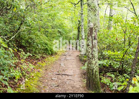 L'Appalachian Trail qui traverse une section de la forêt verdoyante de fougères, arbres, rochers et dans le Parc National Shenandoah, en Virginie Banque D'Images