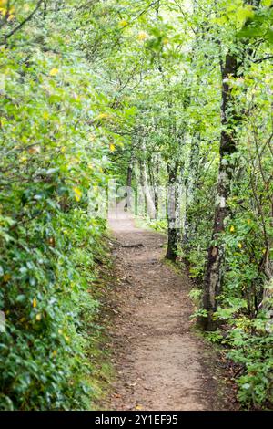 L'Appalachian Trail qui traverse une section de la forêt verdoyante de fougères, arbres, rochers et dans le Parc National Shenandoah, en Virginie Banque D'Images