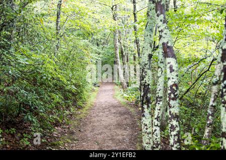 L'Appalachian Trail qui traverse une section de la forêt verdoyante de fougères, arbres, rochers et dans le Parc National Shenandoah, en Virginie Banque D'Images