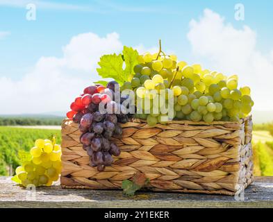 Un panier rempli de différents types de raisins devant un vignoble ensoleillé. Le vignoble s'étend au loin, avec des vignes qui brillent sous la guerre Banque D'Images