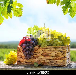 Un panier rempli de différents types de raisins devant un vignoble ensoleillé. Le vignoble s'étend au loin, avec des vignes qui brillent sous la guerre Banque D'Images