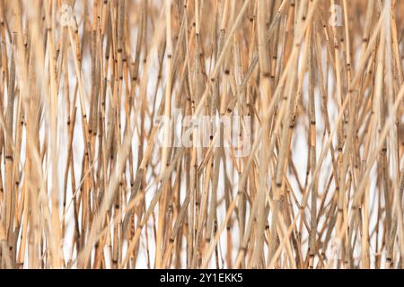 Tiges de roseau côtières sèches un jour d'hiver, photo de fond naturel abstrait Banque D'Images