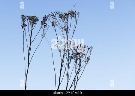 Les fleurs sèches de tanaisie sont sous un ciel bleu vif, photo naturelle abstraite avec un flou sélectif Banque D'Images