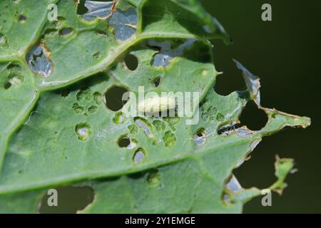 Un cocon de guêpe parasite sur la face inférieure d'une feuille de colza endommagée par des chenilles nuisibles. Banque D'Images